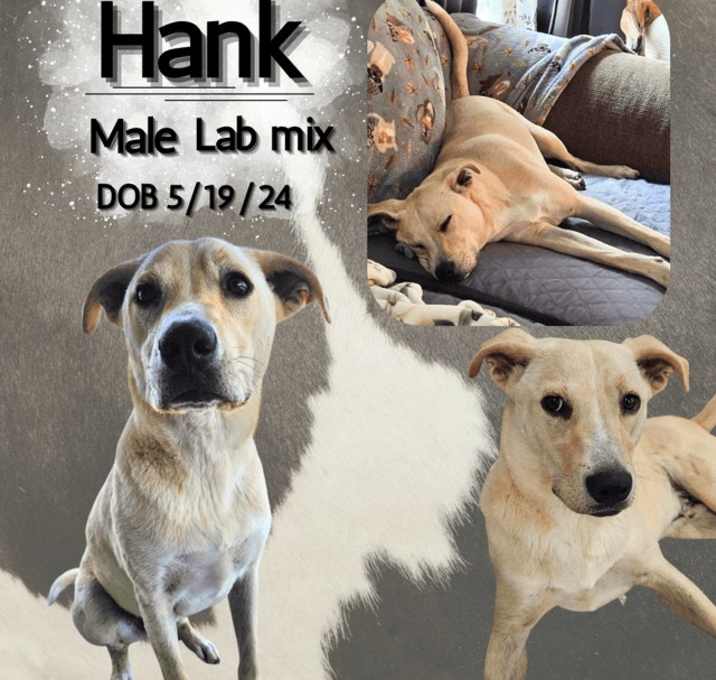 Photo of Hank