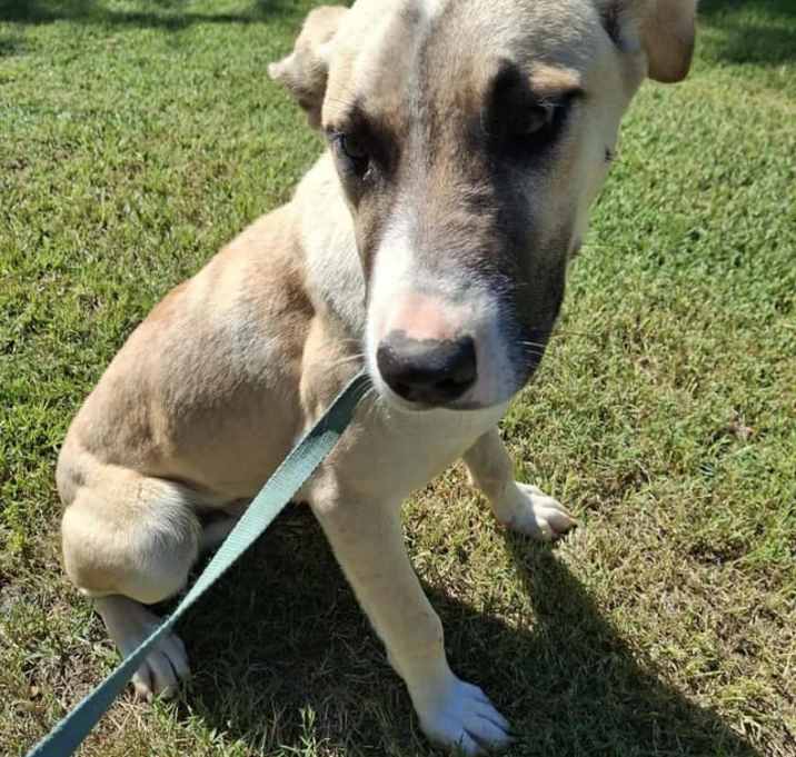 Photo of Cobbler