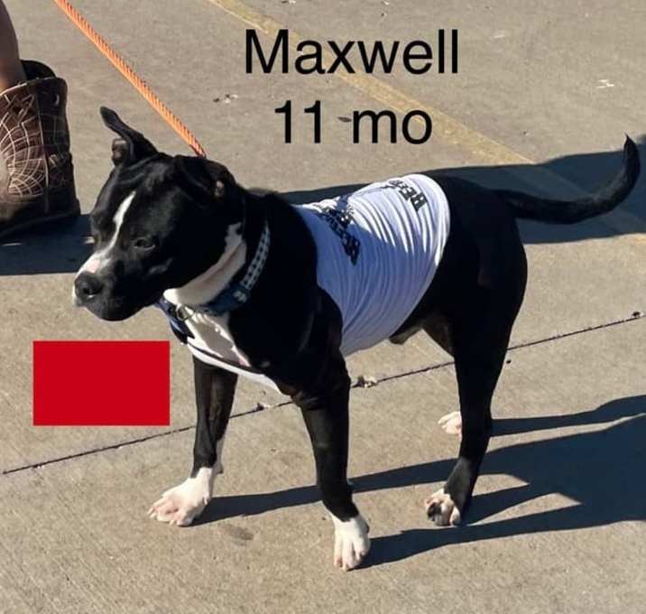 Photo of Maxwell