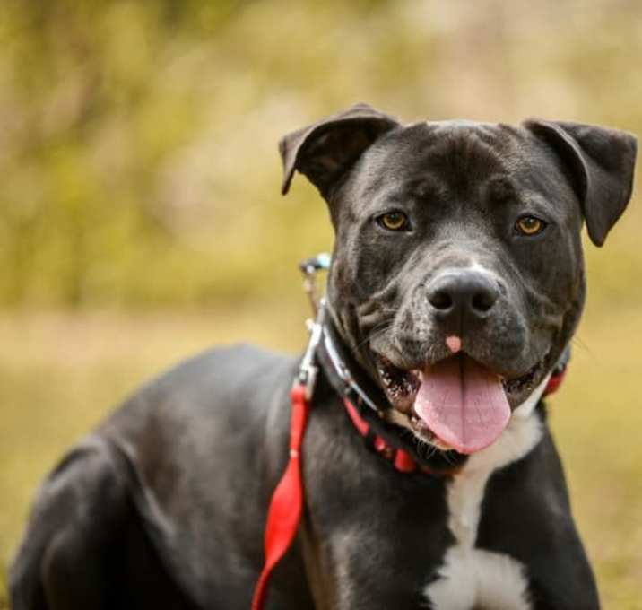 Photo of Stanley