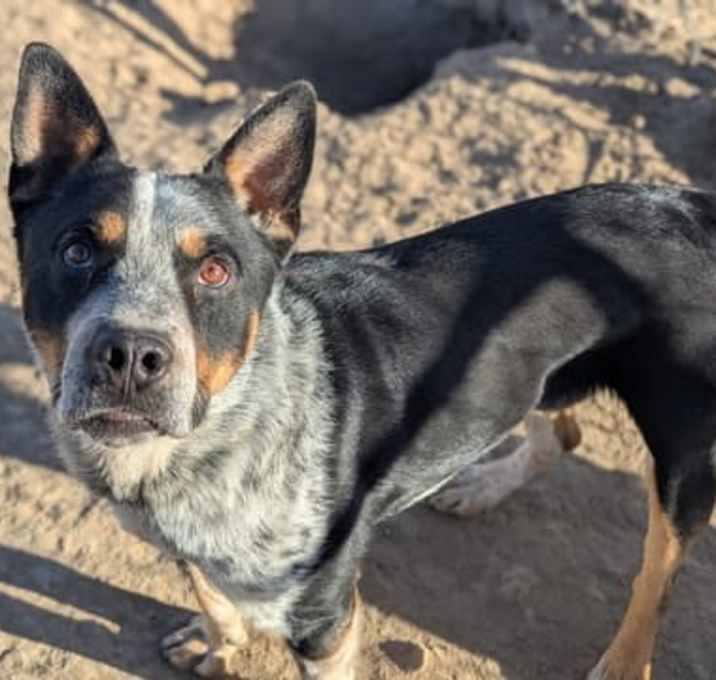 Photo of Bandit