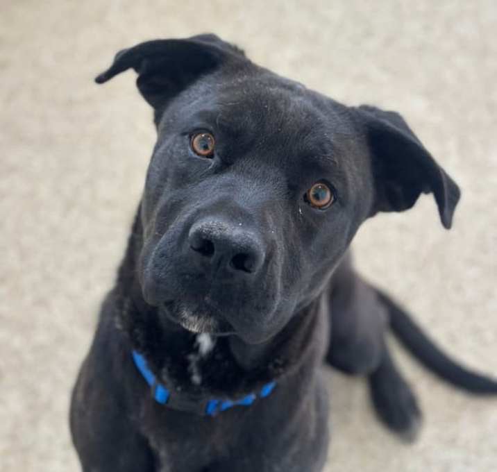 Photo of Apollo