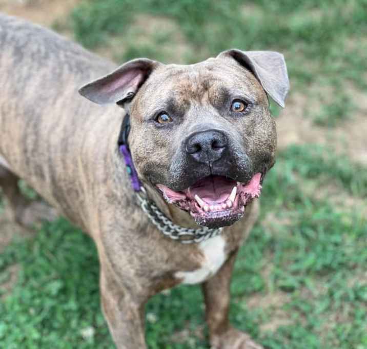 Photo of Brock