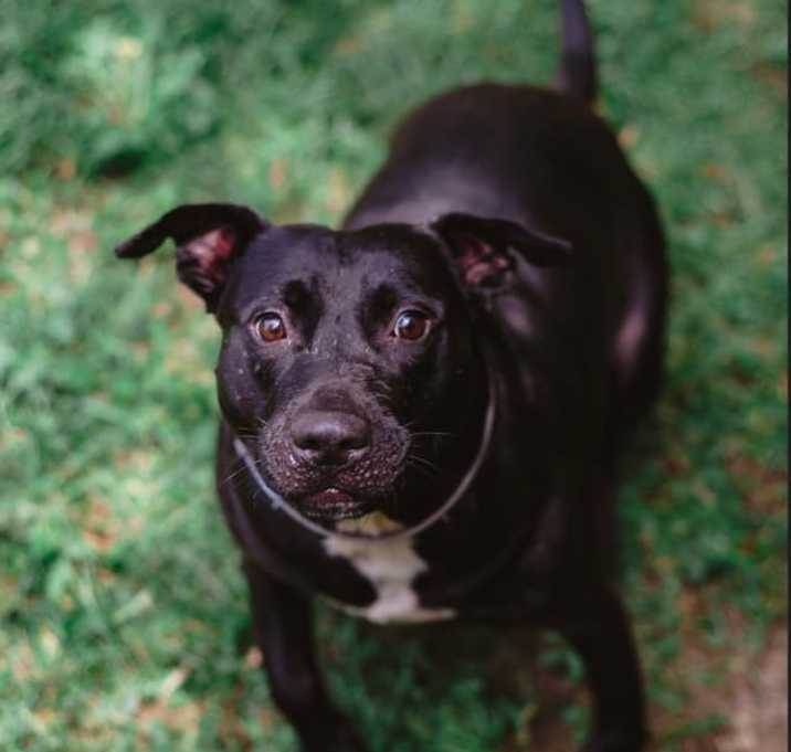 Photo of Dobby