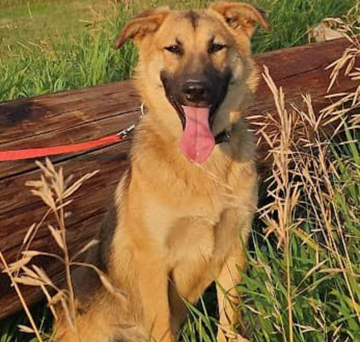 Photo of Stella
