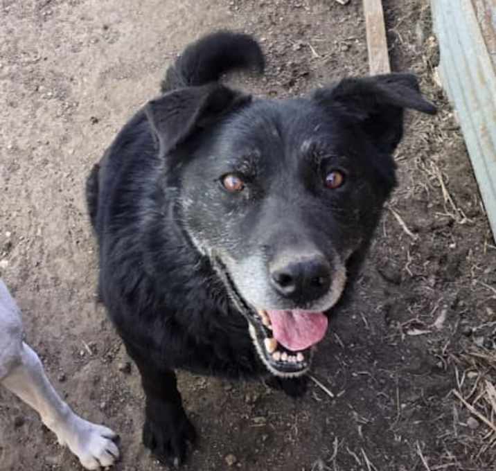 Photo of Bear