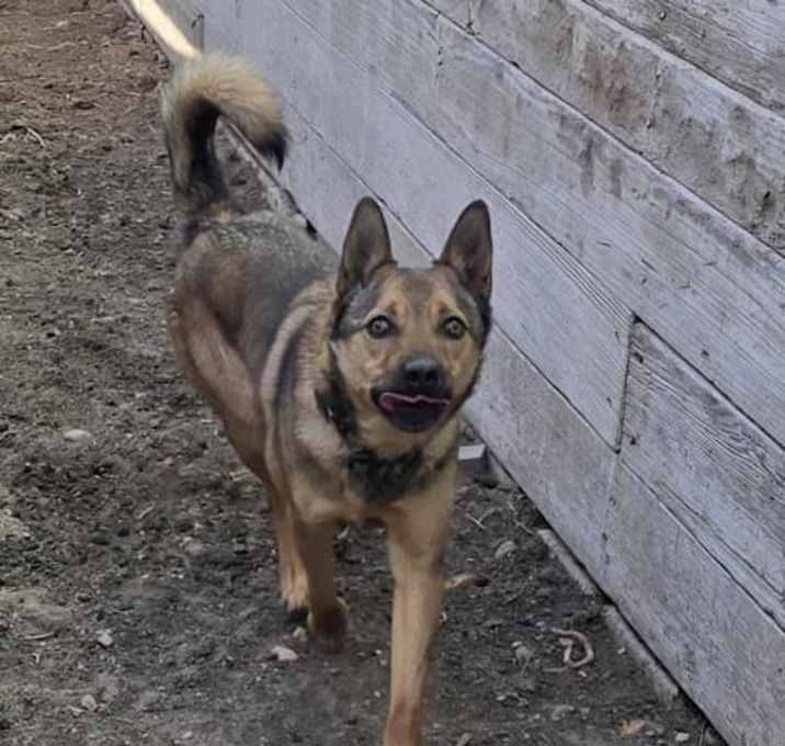 Photo of Brutus