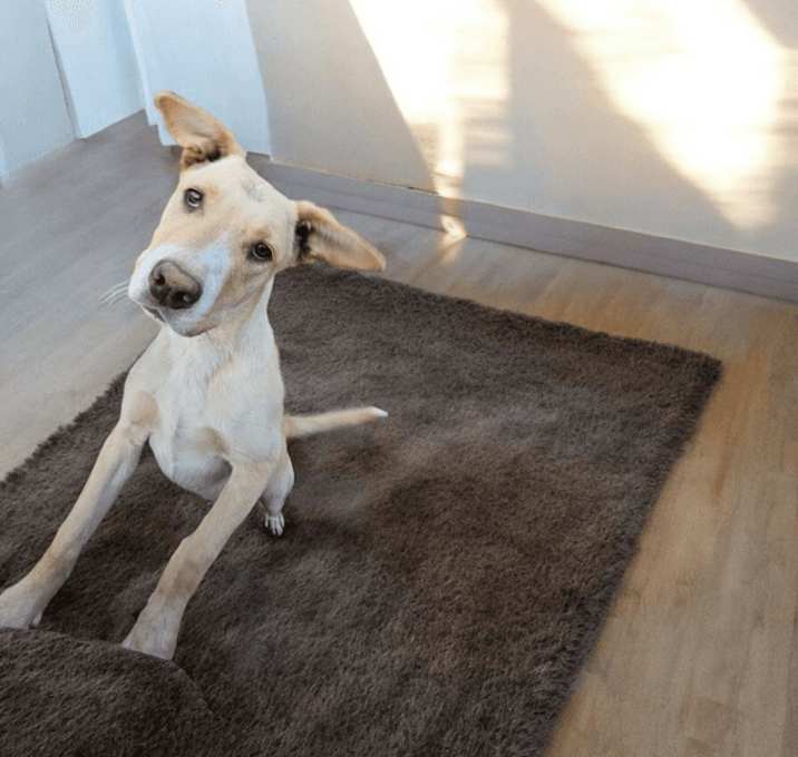 Photo of Biscuit