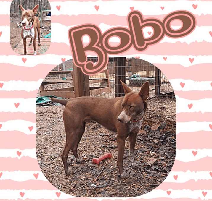 Photo of Bobo