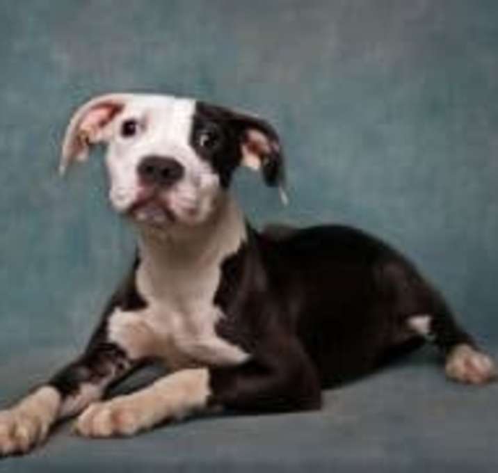 Photo of Diamond