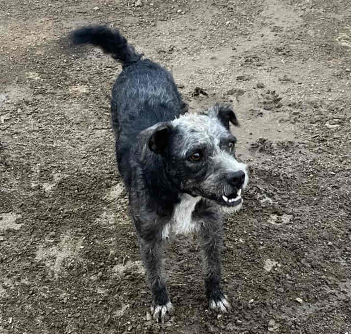 Photo of Curly