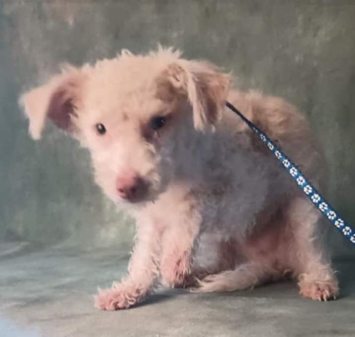 Photo of Hey Fuzzy
