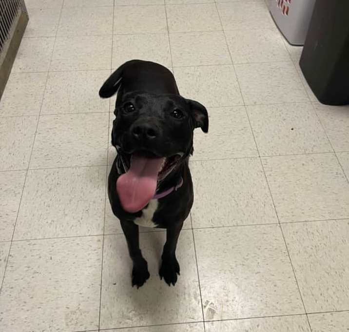 Photo of Olive