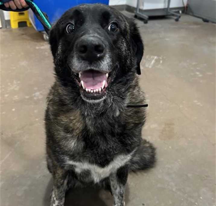 Photo of GYPSY
