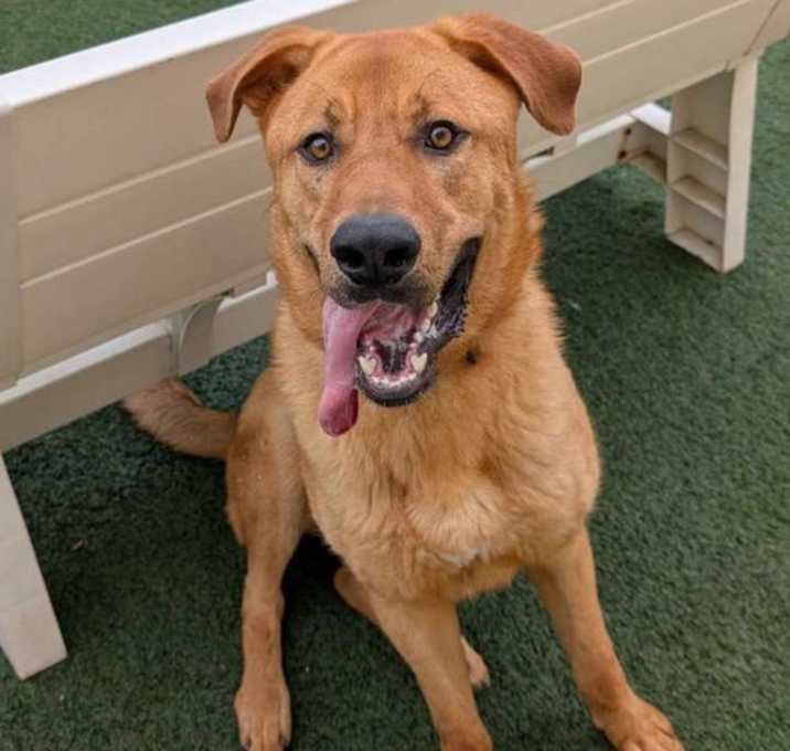 Photo of Dutch - $75 Adoption Fee!  Diamond Dog!