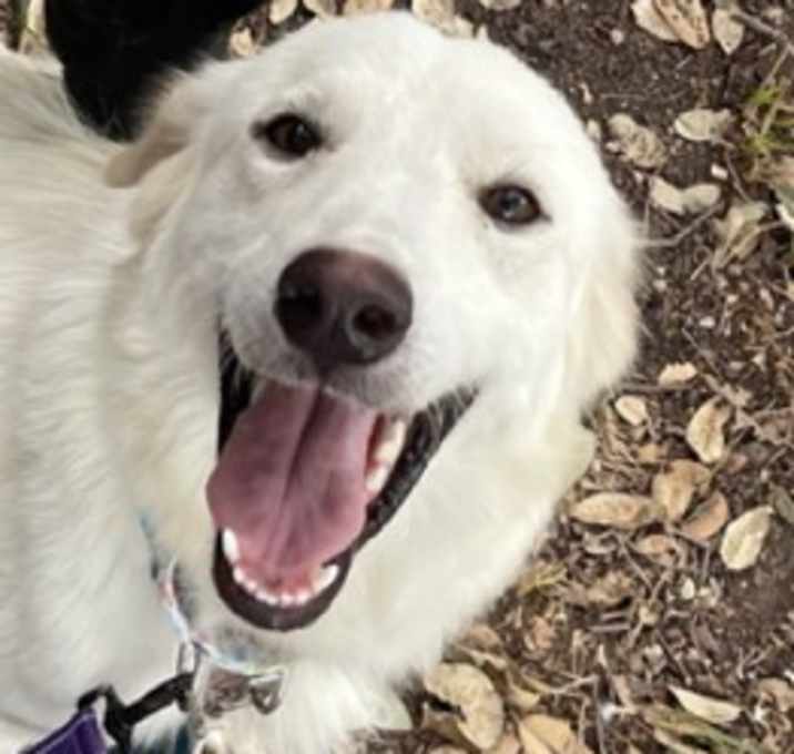 Photo of Skye (now Zoe)