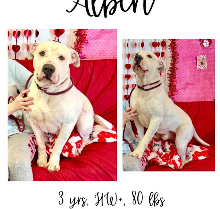 Photo of Albert