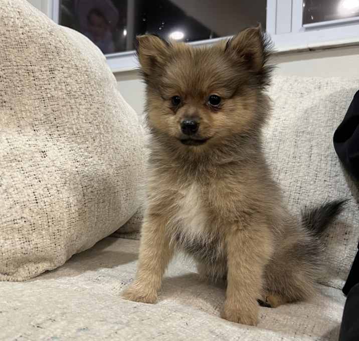 Photo of Teddy