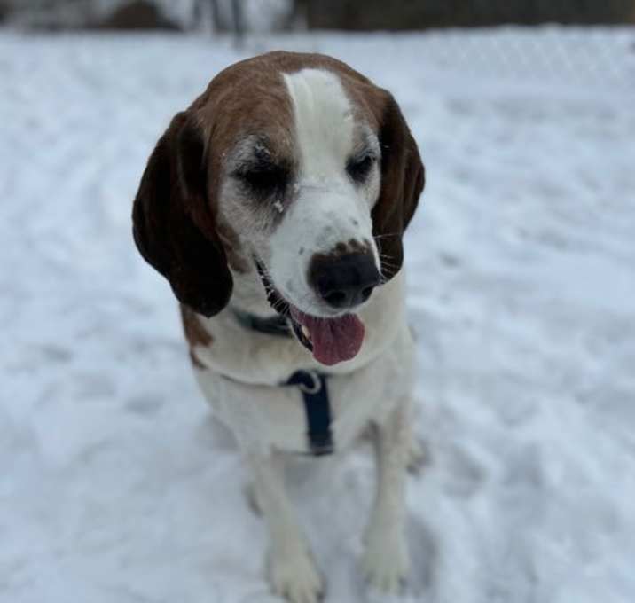 Photo of Boone