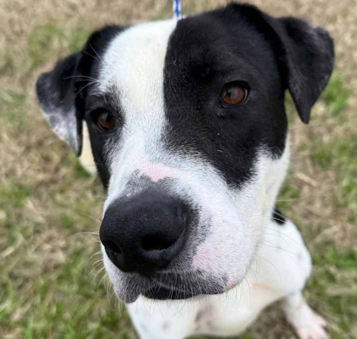 Photo of Diesel