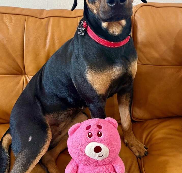 Photo of Maggie the mini Dobie