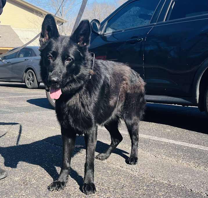 Photo of Thor