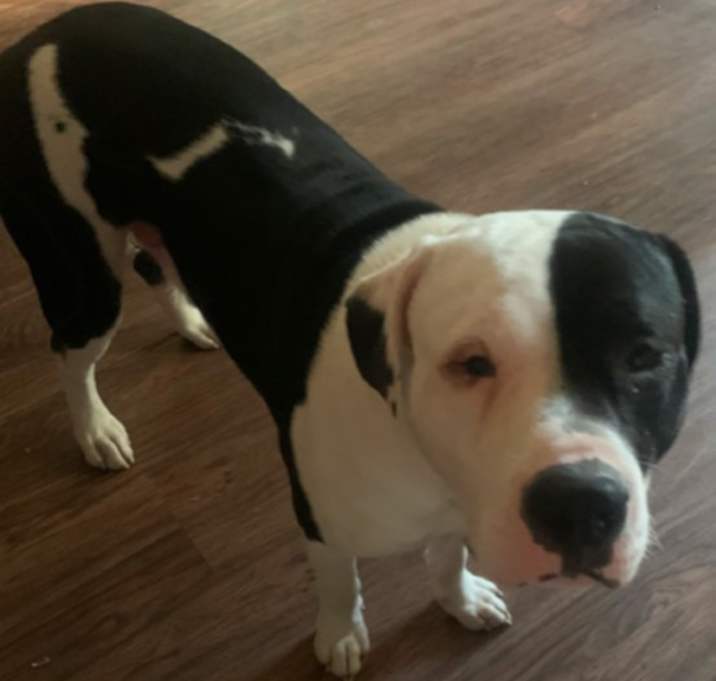 Photo of Champ