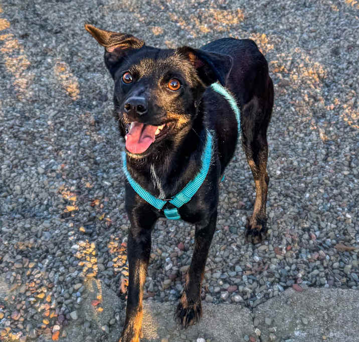 Photo of Bailey