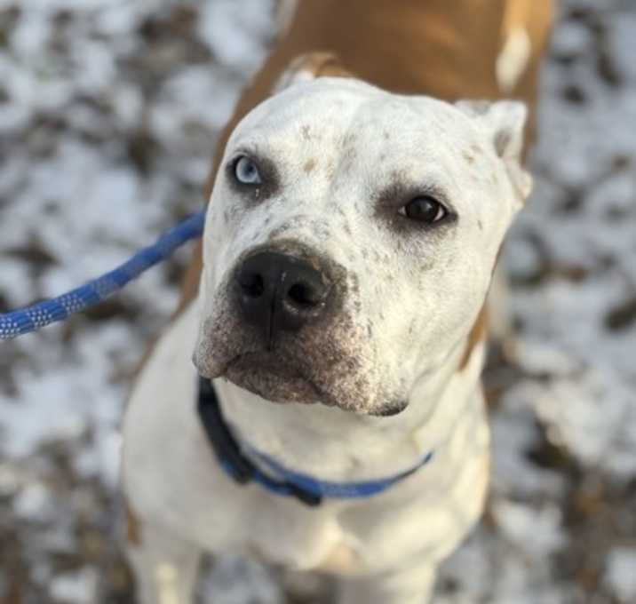Photo of Nugget