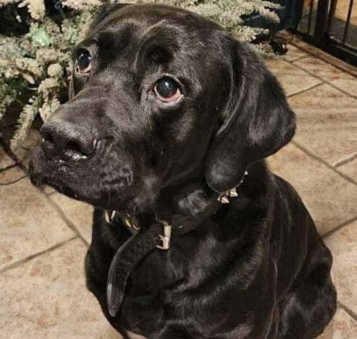 Photo of Chunk