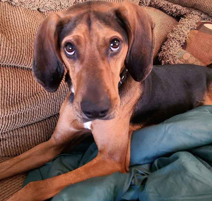 Photo of Wren