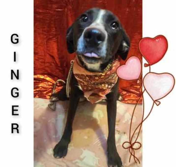 Photo of Ginger