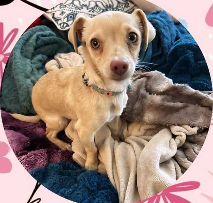 Photo of AMBER - Teeny Weenie!