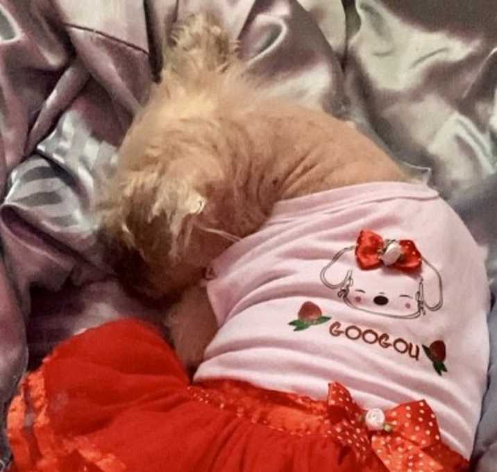 Photo of Clover