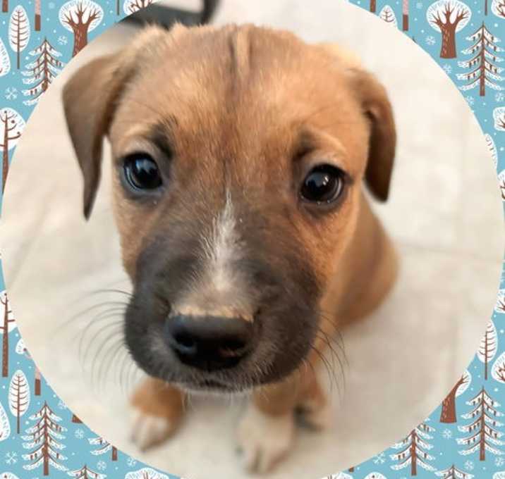 Photo of BAXTER