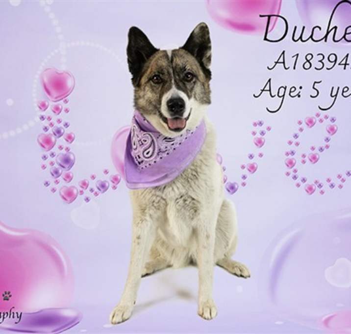 Photo of DUCHESS