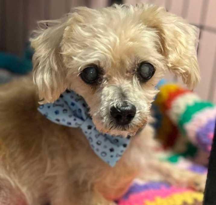 Photo of Sully