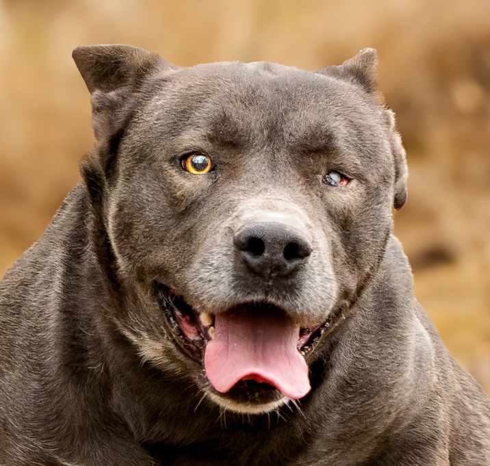 Photo of Diesel