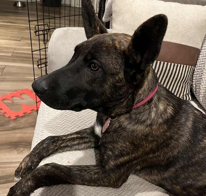 Photo of Roxy