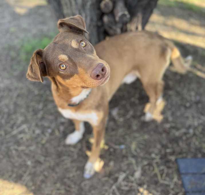 Photo of Buddy