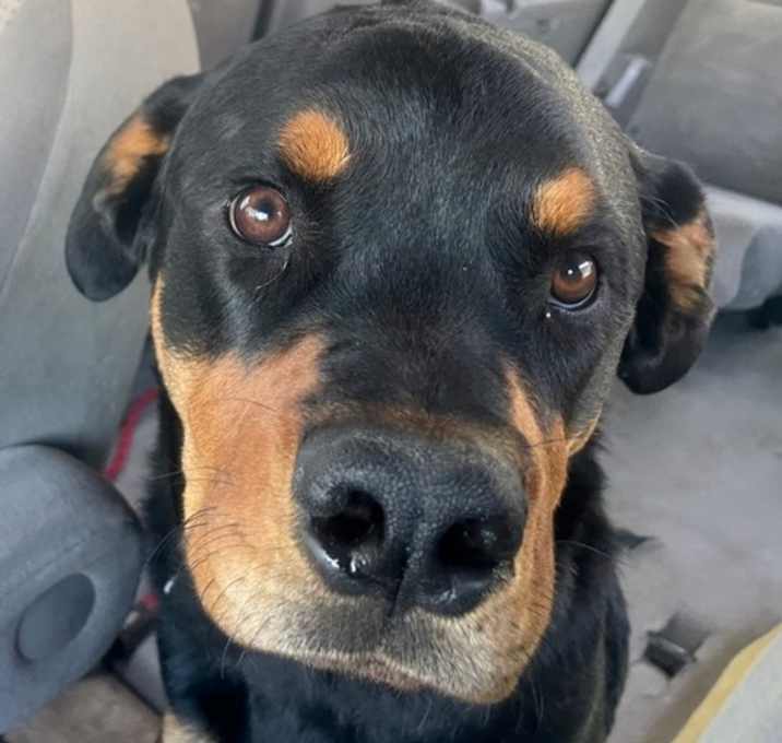 Photo of Gucci (aka Bruce)