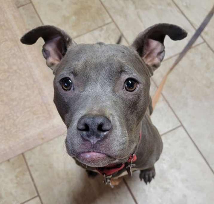 Photo of Gracie - ADOPTED!!!