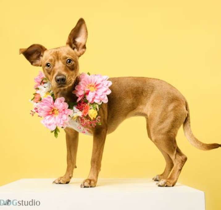 Photo of Ruby - F