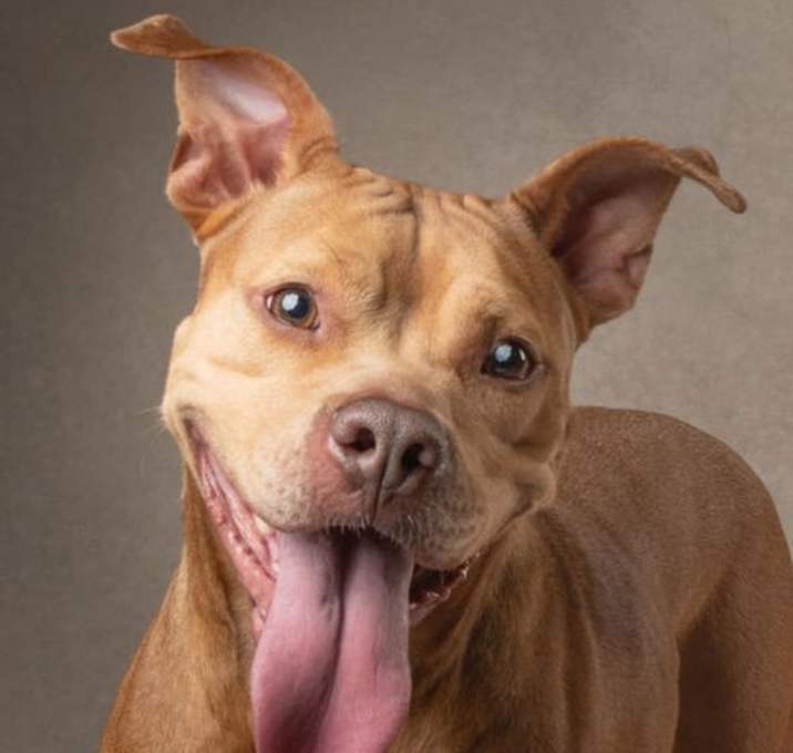 Photo of Canela - F