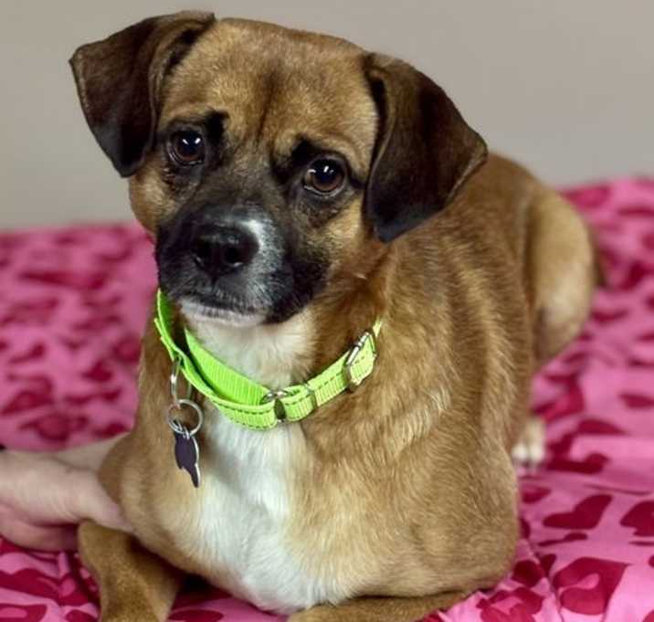 Photo of Rusty