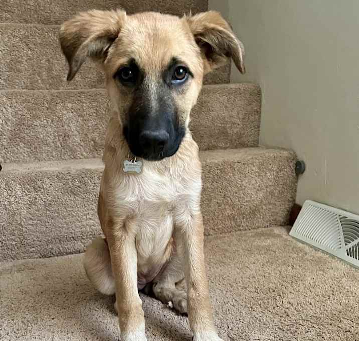 Photo of Indy