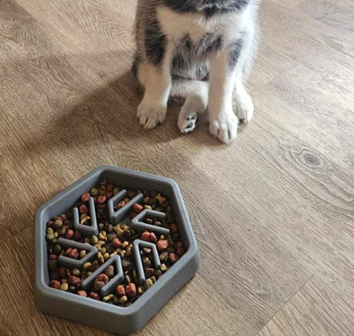Photo of Ryker (Pending Adoption)