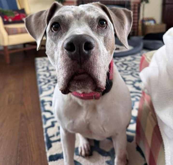 Photo of Bella