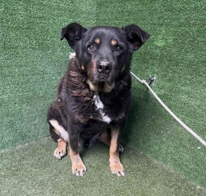 Photo of Rex