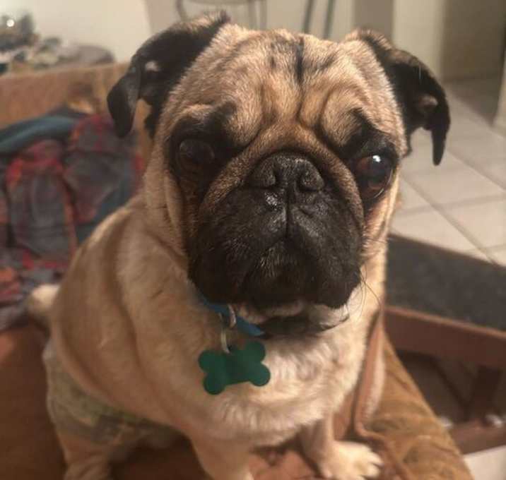 Photo of Hugo